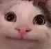 politecat