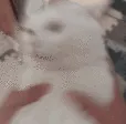 SHAKETHATCAT