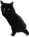 GANcat