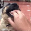 doggogtfoloop