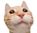 GabeCat