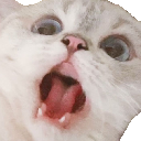 cat_sorpresa Discord emoji
