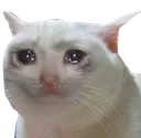 sadcat Discord Emoji