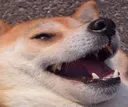 Doghahaha Discord Emoji