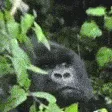 gorillaeyowhat