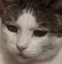 szycat