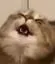 mau mau