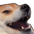 dog_risa Discord emoji