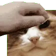 boxiePet