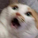 catshock4 Discord Emoji