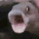 Apogfish Discord Emoji