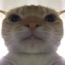 cat_stare