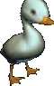 quack