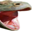 Pog Pog