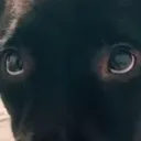 doggieeyes