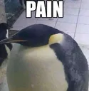 painguin