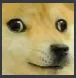 Doge What Discord Emoji
