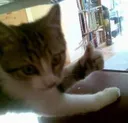 thumbs_cat2