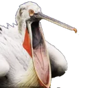 pelipog