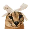 FloppaBow