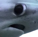 shark