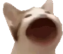 popcat