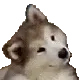 wtfDoggo
