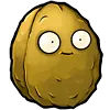 wallnut