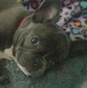 CORRINDOGCORRINDOG