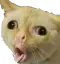meow