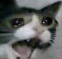 Sad_cat