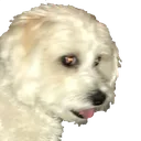 liloscar