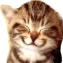 cat_cute cat_cute