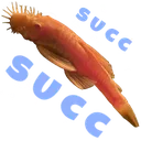 suckfish