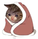 cat_sad_cozy