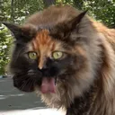 bleeeeeghhhh
