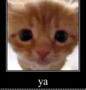ya