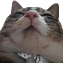 SCfatty SCfatty