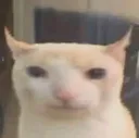 catsad catsad