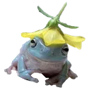 coolfrog