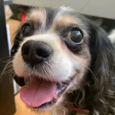 happydoggo