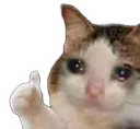 catCry