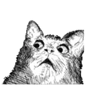 catshock