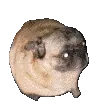 pug pug