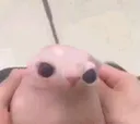 dumbgus