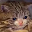SADCATW