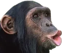 PogChimp