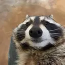 raccoon