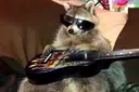 coolraccoon