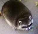 breadraccoon